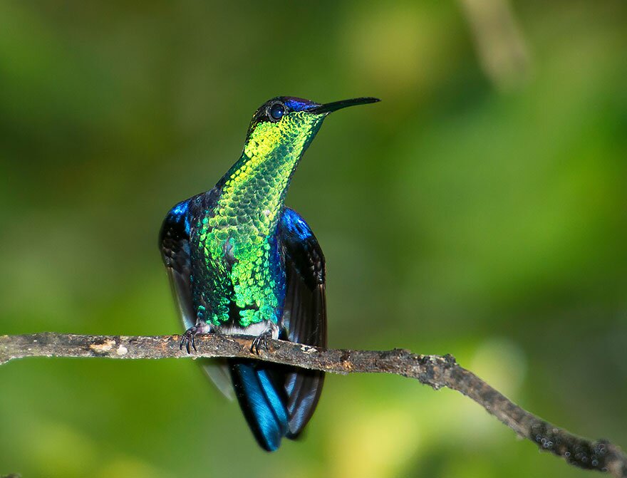 Sổ tay du lịch so tay du lich Sotaydulich Sotay Dulich Khampha Kham Pha Bui Tuyệt đẹp loài chim ruồi hummingbirds