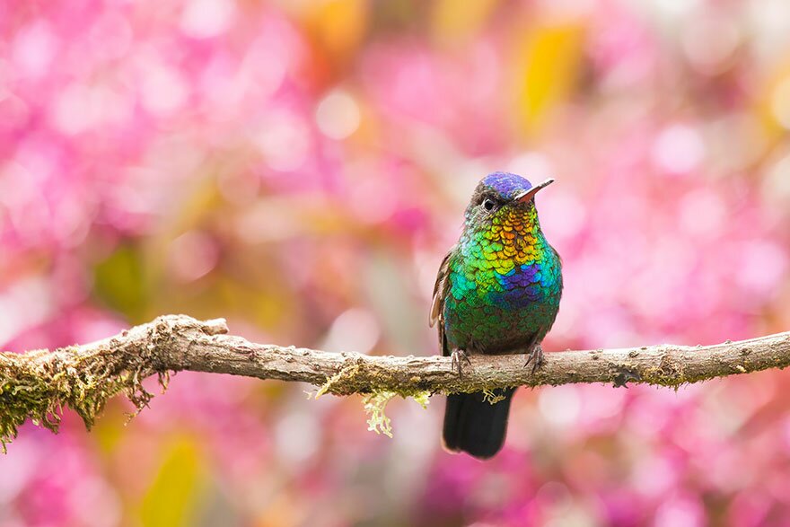 Sổ tay du lịch so tay du lich Sotaydulich Sotay Dulich Khampha Kham Pha Bui Tuyệt đẹp loài chim ruồi hummingbirds