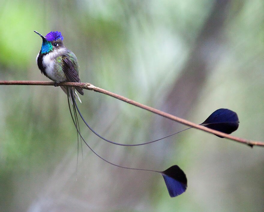 Sổ tay du lịch so tay du lich Sotaydulich Sotay Dulich Khampha Kham Pha Bui Tuyệt đẹp loài chim ruồi hummingbirds