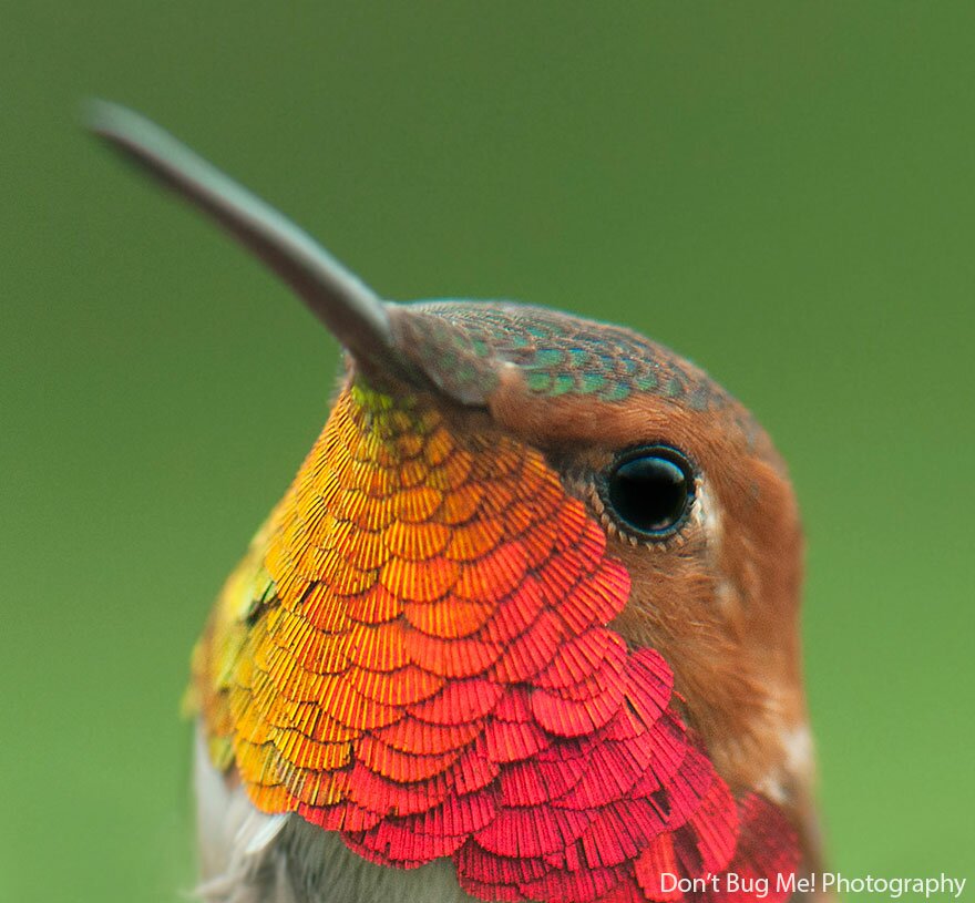 Sổ tay du lịch so tay du lich Sotaydulich Sotay Dulich Khampha Kham Pha Bui Tuyệt đẹp loài chim ruồi hummingbirds