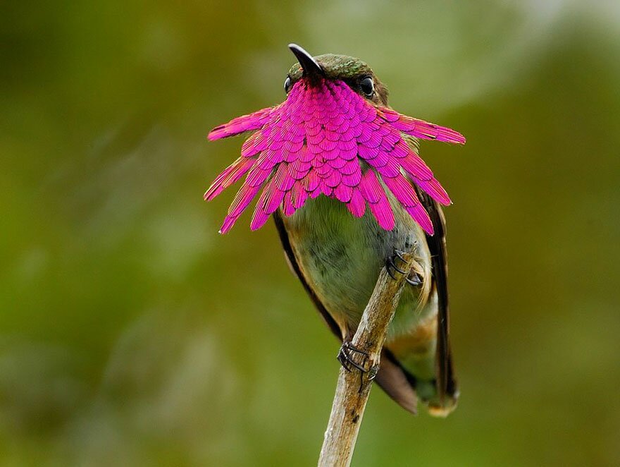 Sổ tay du lịch so tay du lich Sotaydulich Sotay Dulich Khampha Kham Pha Bui Tuyệt đẹp loài chim ruồi hummingbirds