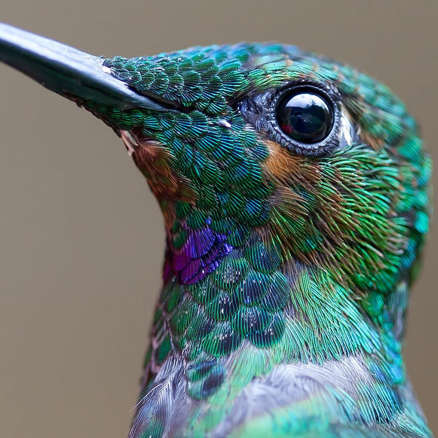 Sổ tay du lịch so tay du lich Sotaydulich Sotay Dulich Khampha Kham Pha Bui Tuyệt đẹp loài chim ruồi hummingbirds