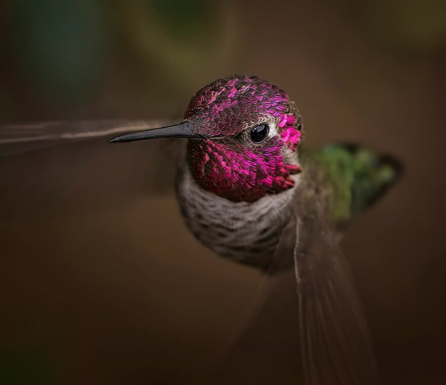 Sổ tay du lịch so tay du lich Sotaydulich Sotay Dulich Khampha Kham Pha Bui Tuyệt đẹp loài chim ruồi hummingbirds
