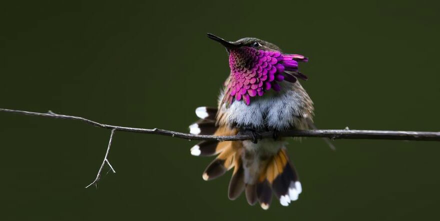 Sổ tay du lịch so tay du lich Sotaydulich Sotay Dulich Khampha Kham Pha Bui Tuyệt đẹp loài chim ruồi hummingbirds