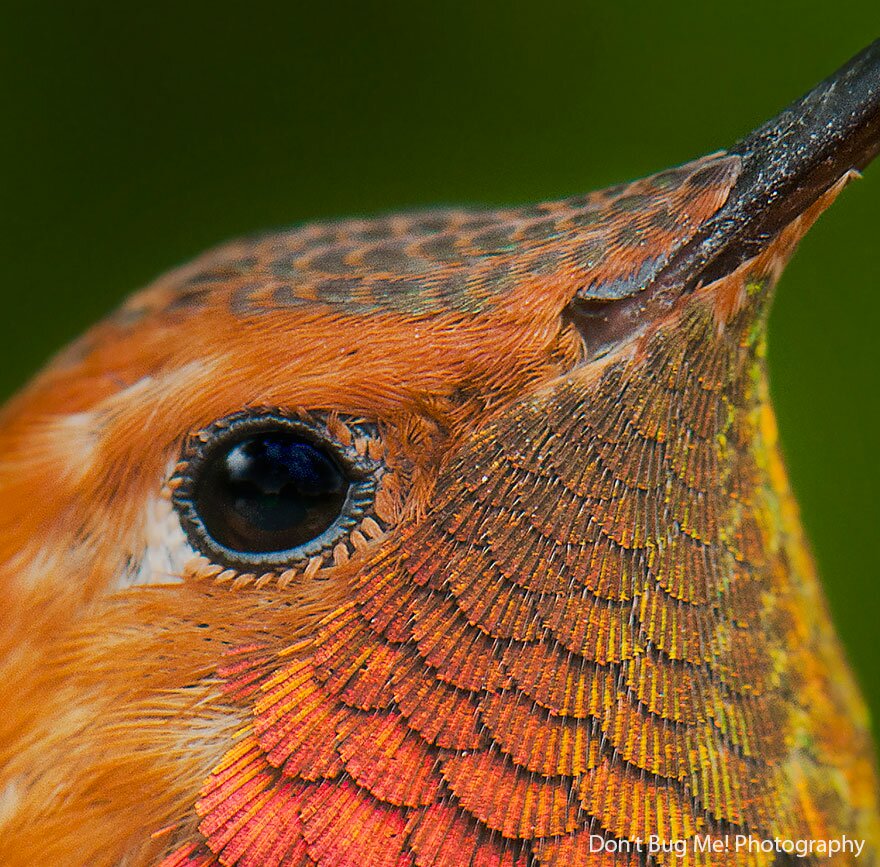 Sổ tay du lịch so tay du lich Sotaydulich Sotay Dulich Khampha Kham Pha Bui Tuyệt đẹp loài chim ruồi hummingbirds