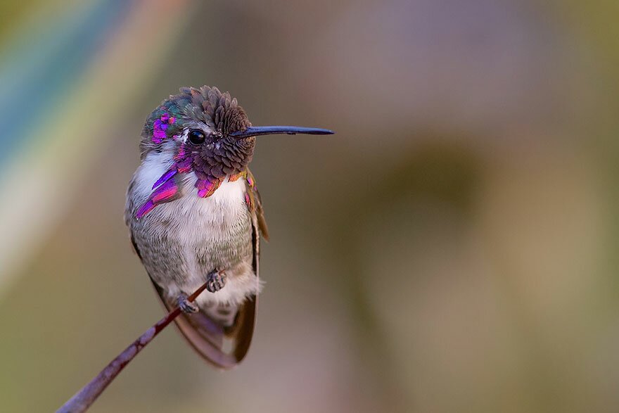 Sổ tay du lịch so tay du lich Sotaydulich Sotay Dulich Khampha Kham Pha Bui Tuyệt đẹp loài chim ruồi hummingbirds