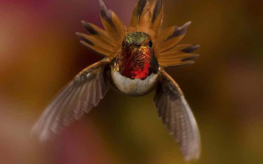 Sổ tay du lịch so tay du lich Sotaydulich Sotay Dulich Khampha Kham Pha Bui Tuyệt đẹp loài chim ruồi hummingbirds