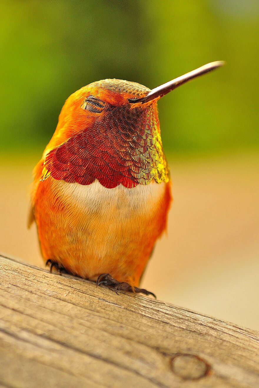 Sổ tay du lịch so tay du lich Sotaydulich Sotay Dulich Khampha Kham Pha Bui Tuyệt đẹp loài chim ruồi hummingbirds