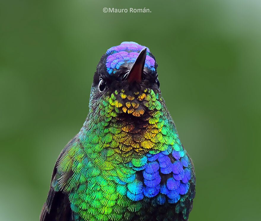 Sổ tay du lịch so tay du lich Sotaydulich Sotay Dulich Khampha Kham Pha Bui Tuyệt đẹp loài chim ruồi hummingbirds