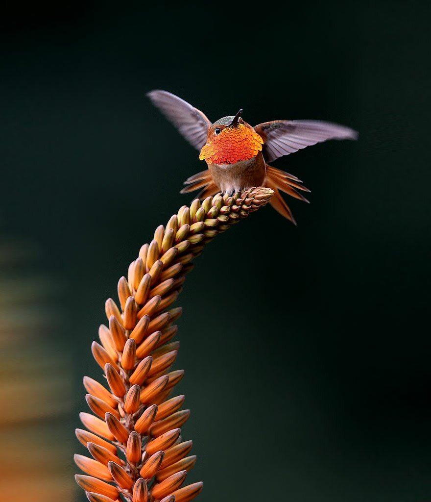 Sổ tay du lịch so tay du lich Sotaydulich Sotay Dulich Khampha Kham Pha Bui Tuyệt đẹp loài chim ruồi hummingbirds