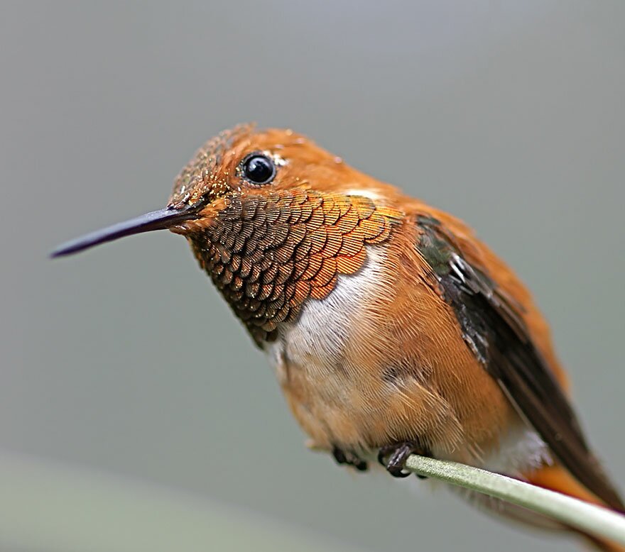 Sổ tay du lịch so tay du lich Sotaydulich Sotay Dulich Khampha Kham Pha Bui Tuyệt đẹp loài chim ruồi hummingbirds