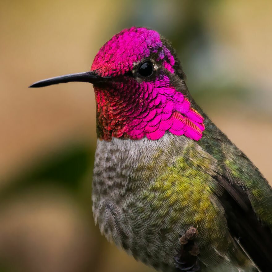 Sổ tay du lịch so tay du lich Sotaydulich Sotay Dulich Khampha Kham Pha Bui Tuyệt đẹp loài chim ruồi hummingbirds