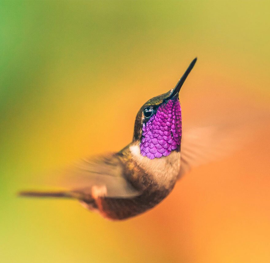Sổ tay du lịch so tay du lich Sotaydulich Sotay Dulich Khampha Kham Pha Bui Tuyệt đẹp loài chim ruồi hummingbirds
