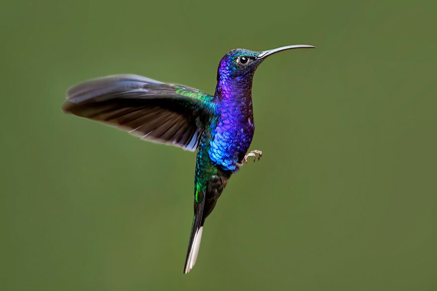 Sổ tay du lịch so tay du lich Sotaydulich Sotay Dulich Khampha Kham Pha Bui Tuyệt đẹp loài chim ruồi hummingbirds