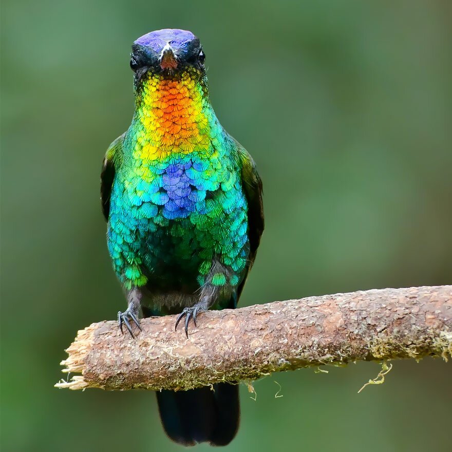 Sổ tay du lịch so tay du lich Sotaydulich Sotay Dulich Khampha Kham Pha Bui Tuyệt đẹp loài chim ruồi hummingbirds