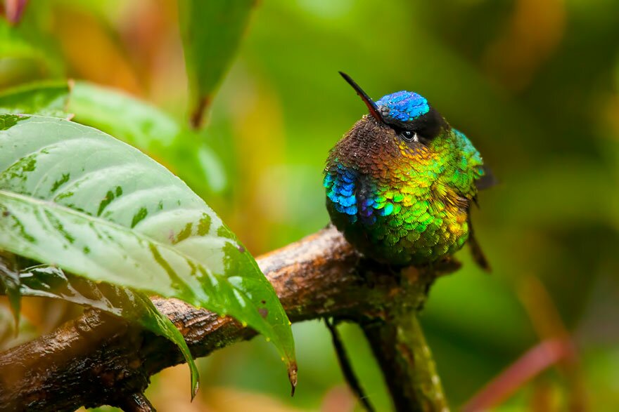 Sổ tay du lịch so tay du lich Sotaydulich Sotay Dulich Khampha Kham Pha Bui Tuyệt đẹp loài chim ruồi hummingbirds