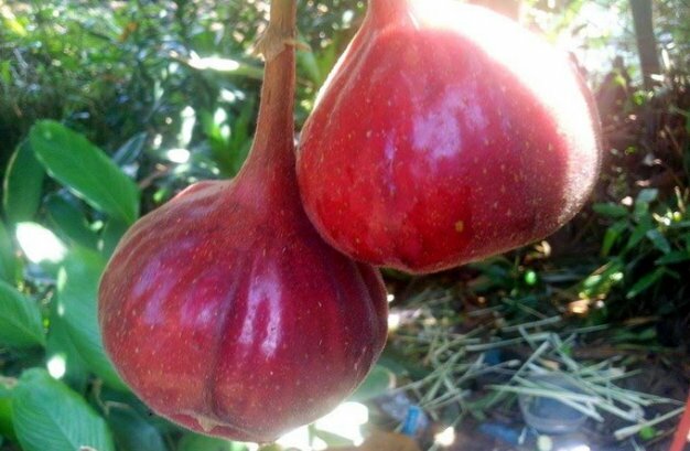 Sổ tay du lịch so tay du lich Sotaydulich Sotay Dulich Khampha Kham Pha Bui Ngõa mật - nồng say hương vị đồng rừng