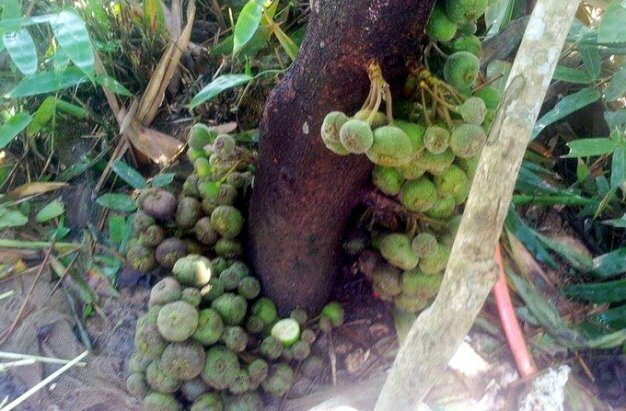 Sổ tay du lịch so tay du lich Sotaydulich Sotay Dulich Khampha Kham Pha Bui Ngõa mật - nồng say hương vị đồng rừng