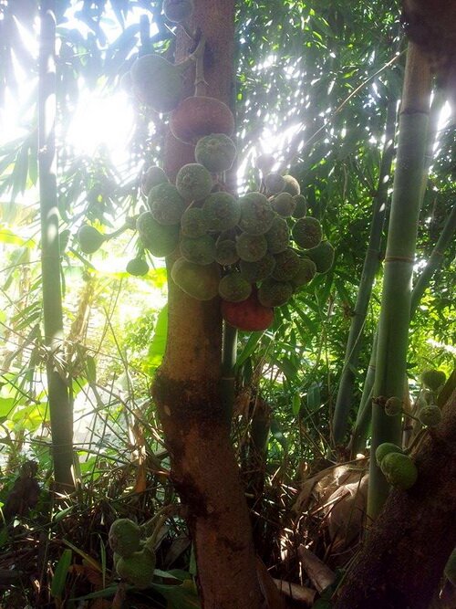 Sổ tay du lịch so tay du lich Sotaydulich Sotay Dulich Khampha Kham Pha Bui Ngõa mật - nồng say hương vị đồng rừng