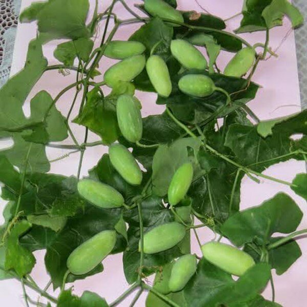 Sổ tay du lịch so tay du lich Sotaydulich Sotay Dulich Khampha Kham Pha Bui Hột vịt lộn nấu canh bình bát