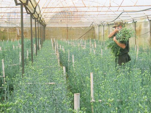 Sổ tay du lịch so tay du lich Sotaydulich Sotay Dulich Khampha Kham Pha Bui Khám phá nhà vườn Đà Lạt