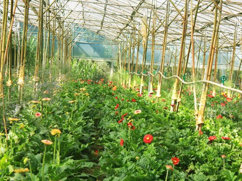 Sổ tay du lịch so tay du lich Sotaydulich Sotay Dulich Khampha Kham Pha Bui Khám phá nhà vườn Đà Lạt