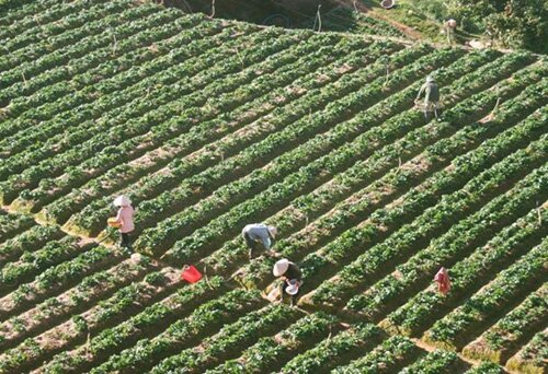 Sổ tay du lịch so tay du lich Sotaydulich Sotay Dulich Khampha Kham Pha Bui Khám phá nhà vườn Đà Lạt