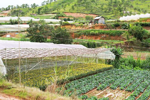 Sổ tay du lịch so tay du lich Sotaydulich Sotay Dulich Khampha Kham Pha Bui Khám phá nhà vườn Đà Lạt