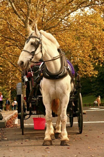 Sổ tay du lịch so tay du lich Sotaydulich Sotay Dulich Khampha Kham Pha Bui Đi dạo Central Park ở New York trên xe ngựa