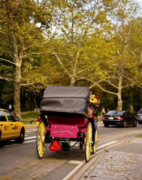 Sổ tay du lịch so tay du lich Sotaydulich Sotay Dulich Khampha Kham Pha Bui Đi dạo Central Park ở New York trên xe ngựa
