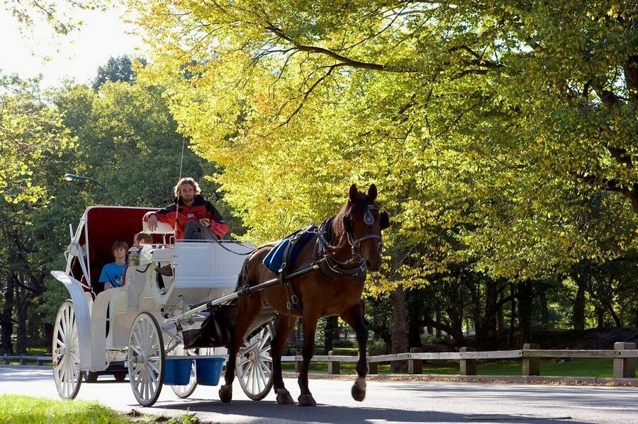 Sổ tay du lịch so tay du lich Sotaydulich Sotay Dulich Khampha Kham Pha Bui Đi dạo Central Park ở New York trên xe ngựa