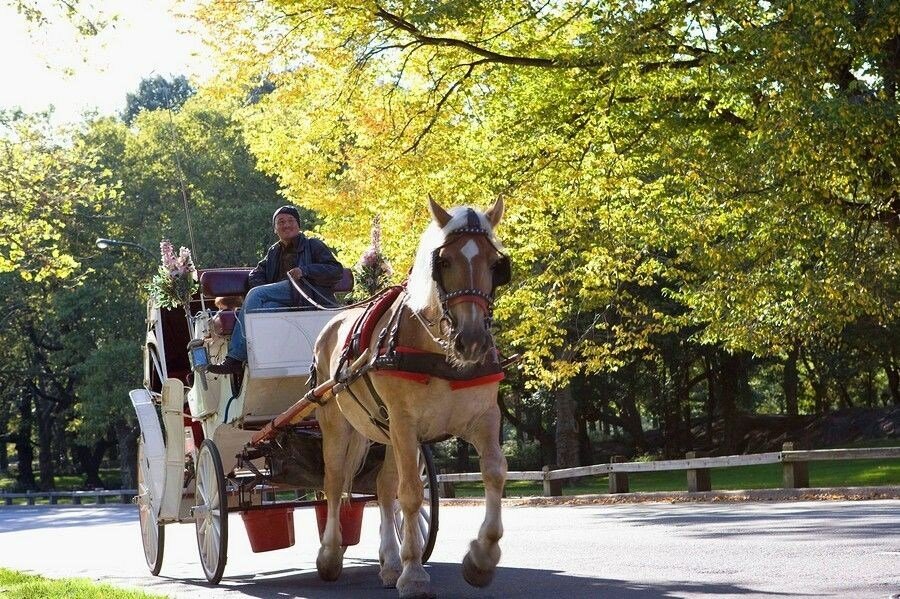Sổ tay du lịch so tay du lich Sotaydulich Sotay Dulich Khampha Kham Pha Bui Đi dạo Central Park ở New York trên xe ngựa