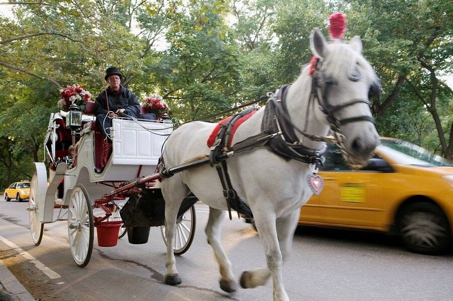 Sổ tay du lịch so tay du lich Sotaydulich Sotay Dulich Khampha Kham Pha Bui Đi dạo Central Park ở New York trên xe ngựa