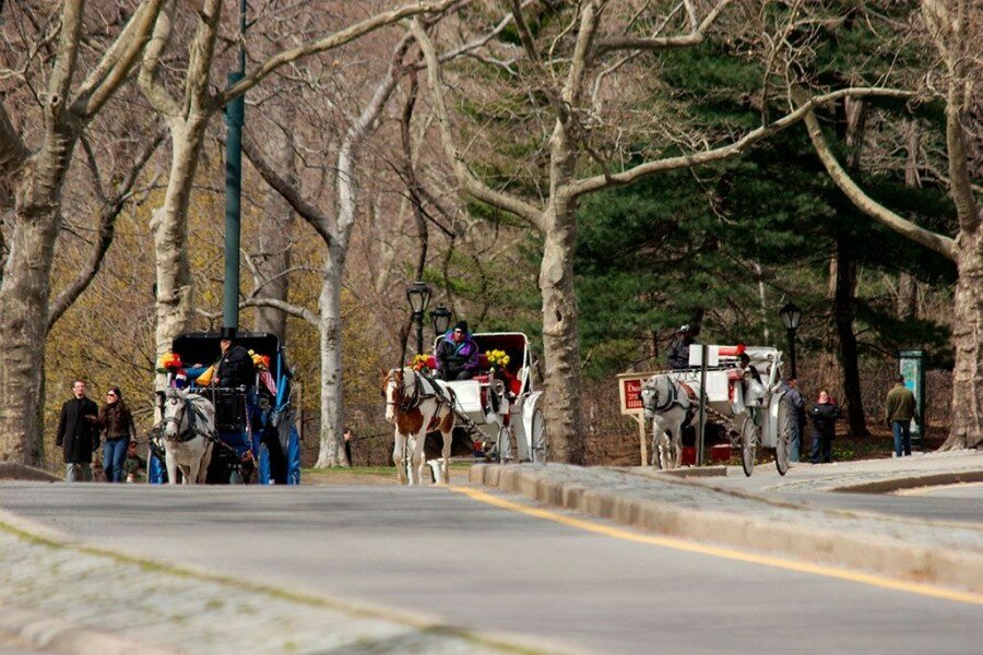 Sổ tay du lịch so tay du lich Sotaydulich Sotay Dulich Khampha Kham Pha Bui Đi dạo Central Park ở New York trên xe ngựa