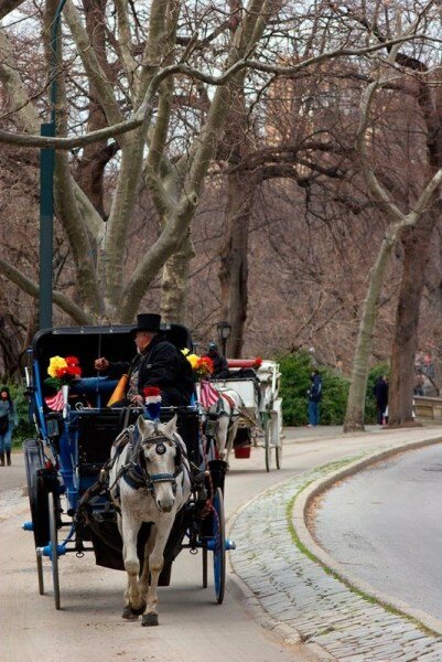 Sổ tay du lịch so tay du lich Sotaydulich Sotay Dulich Khampha Kham Pha Bui Đi dạo Central Park ở New York trên xe ngựa