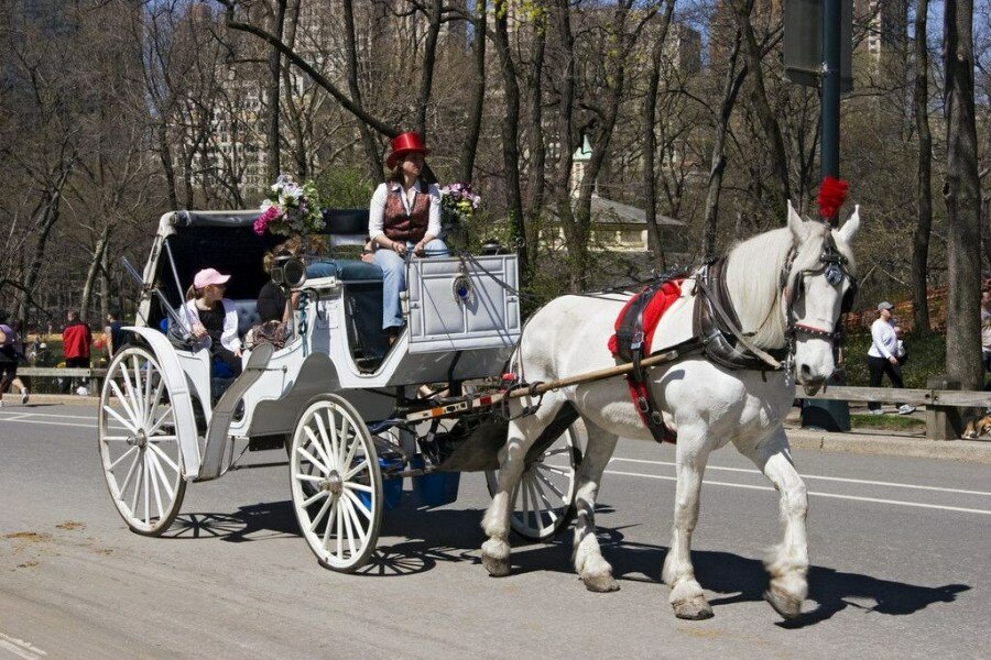 Sổ tay du lịch so tay du lich Sotaydulich Sotay Dulich Khampha Kham Pha Bui Đi dạo Central Park ở New York trên xe ngựa