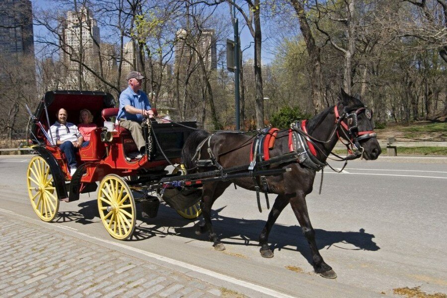 Sổ tay du lịch so tay du lich Sotaydulich Sotay Dulich Khampha Kham Pha Bui Đi dạo Central Park ở New York trên xe ngựa