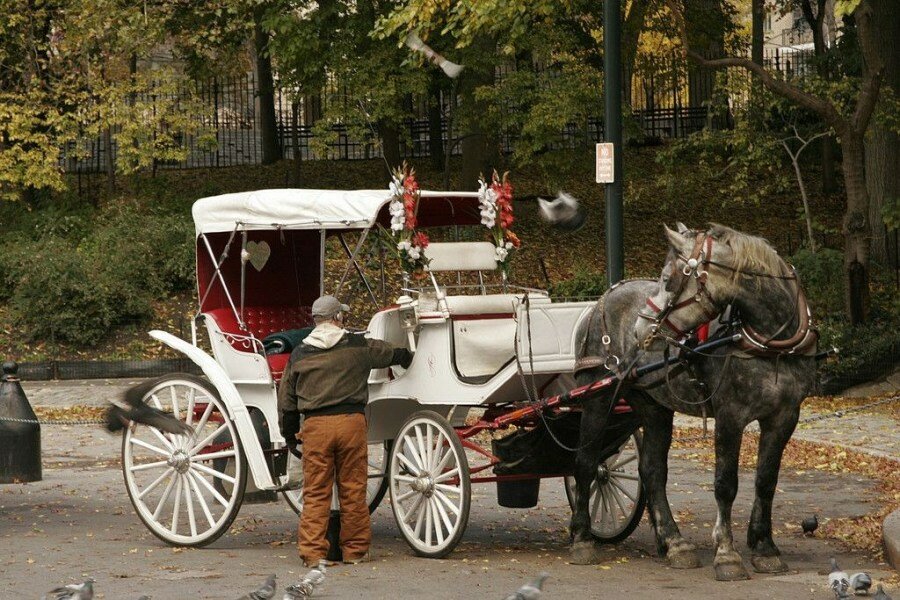 Sổ tay du lịch so tay du lich Sotaydulich Sotay Dulich Khampha Kham Pha Bui Đi dạo Central Park ở New York trên xe ngựa