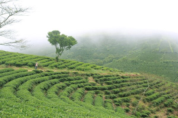 Sổ tay du lịch so tay du lich Sotaydulich Sotay Dulich Khampha Kham Pha Bui Đón đông lạnh giữa màn sương mờ ảo Đà Lạt