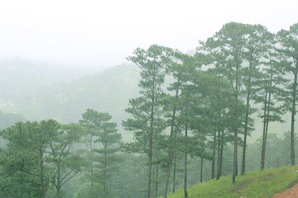 Sổ tay du lịch so tay du lich Sotaydulich Sotay Dulich Khampha Kham Pha Bui Đón đông lạnh giữa màn sương mờ ảo Đà Lạt