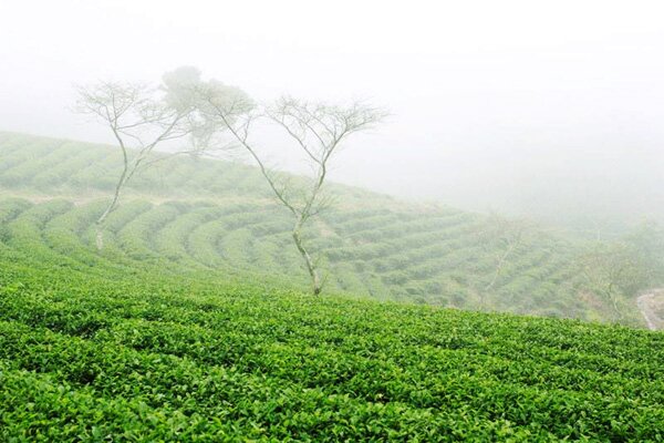 Sổ tay du lịch so tay du lich Sotaydulich Sotay Dulich Khampha Kham Pha Bui Đón đông lạnh giữa màn sương mờ ảo Đà Lạt