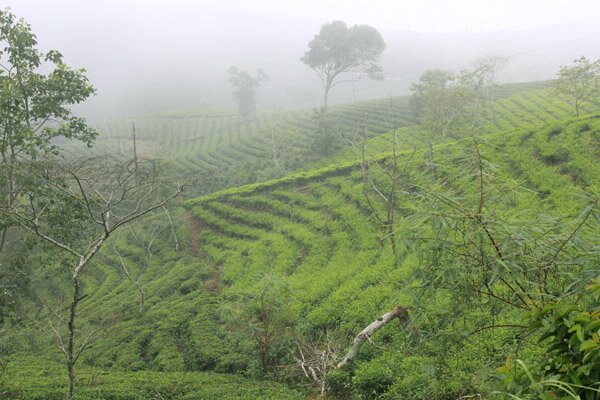 Sổ tay du lịch so tay du lich Sotaydulich Sotay Dulich Khampha Kham Pha Bui Đón đông lạnh giữa màn sương mờ ảo Đà Lạt