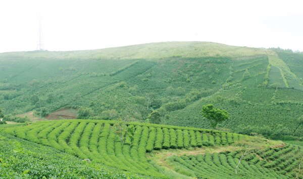 Sổ tay du lịch so tay du lich Sotaydulich Sotay Dulich Khampha Kham Pha Bui Đón đông lạnh giữa màn sương mờ ảo Đà Lạt
