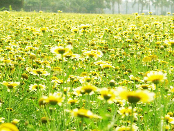 Sổ tay du lịch so tay du lich Sotaydulich Sotay Dulich Khampha Kham Pha Bui Lạc giữa cánh đồng hoa cải bên sông Đuống