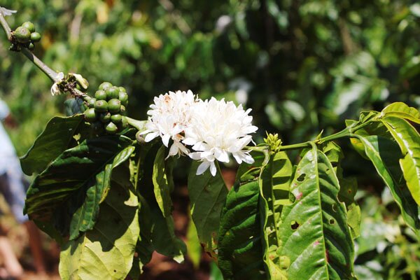 Sổ tay du lịch so tay du lich Sotaydulich Sotay Dulich Khampha Kham Pha Bui Rong ruổi Tà Nung tìm hương hoa cà phê