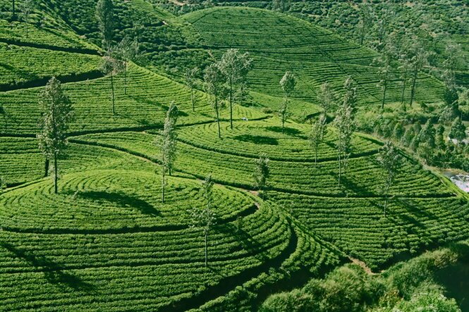 Sổ tay du lịch so tay du lich Sotaydulich Sotay Dulich Khampha Kham Pha Bui Làm du lịch với các thương hiệu trà danh tiếng