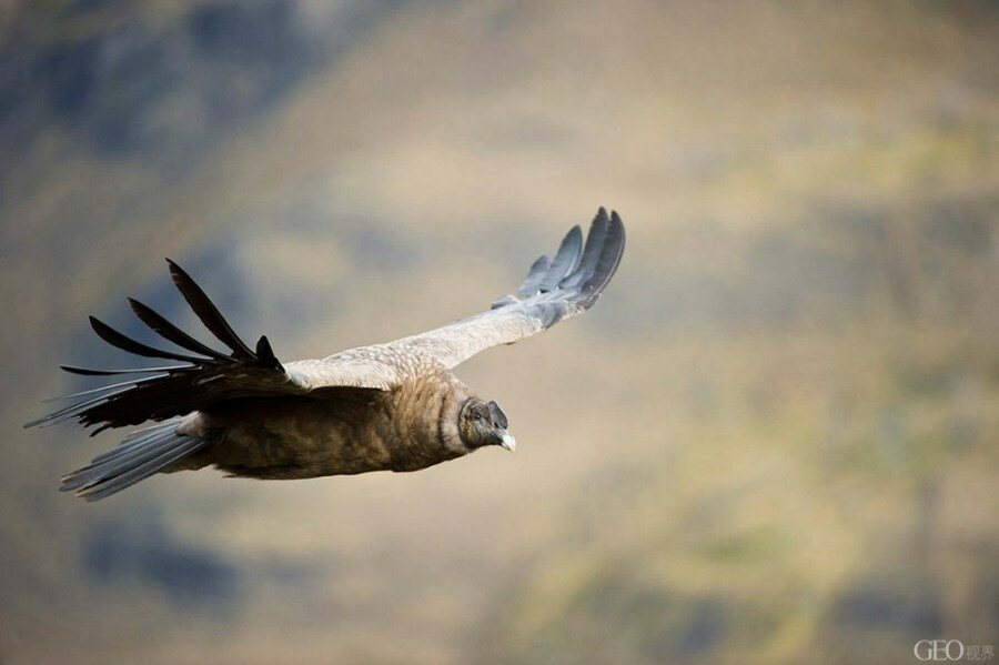 Sổ tay du lịch so tay du lich Sotaydulich Sotay Dulich Khampha Kham Pha Bui Lạc đà cao nguyên Patagonia