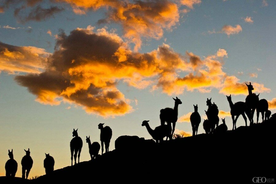 Sổ tay du lịch so tay du lich Sotaydulich Sotay Dulich Khampha Kham Pha Bui Lạc đà cao nguyên Patagonia