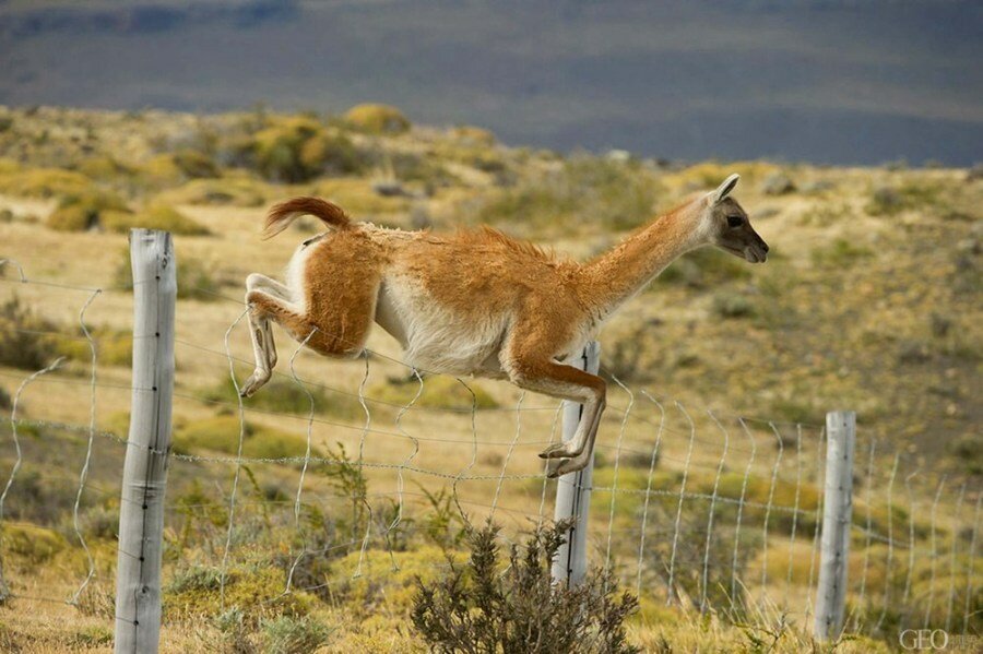 Sổ tay du lịch so tay du lich Sotaydulich Sotay Dulich Khampha Kham Pha Bui Lạc đà cao nguyên Patagonia