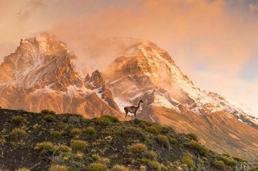 Sổ tay du lịch so tay du lich Sotaydulich Sotay Dulich Khampha Kham Pha Bui Lạc đà cao nguyên Patagonia
